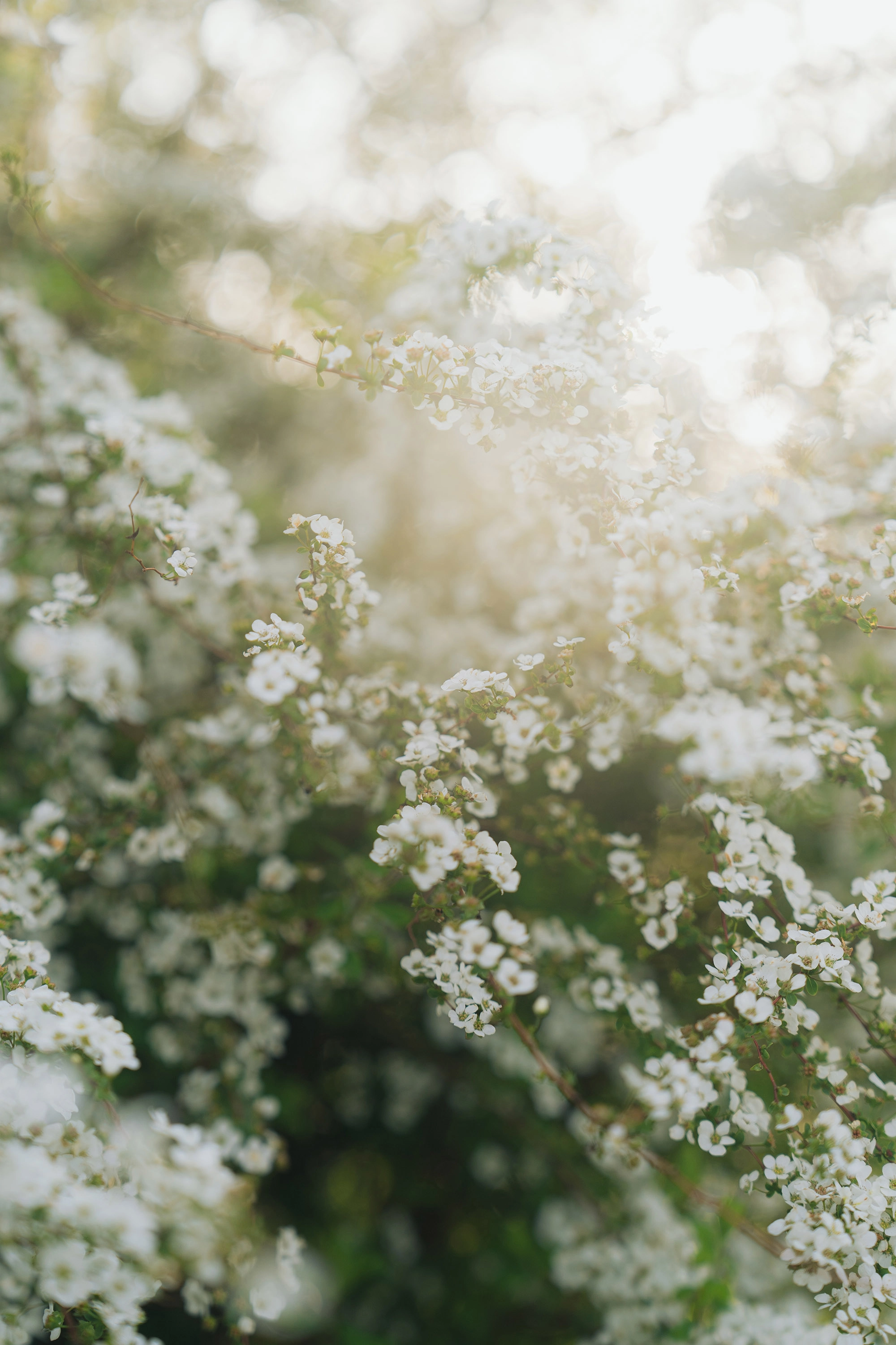 みなとみらいWedding